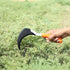 files/FALCONFPKM-500SicklewithConfortPlasticGrip3.webp