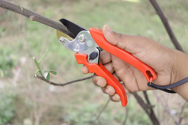 Falcon Supercut, Falcon Pruning Secateur, Supercut Secateur, Anvil Pruner, Garden Pruning Tool, Plant Cutter, Garden Secateur, Pruning Shear, Horticulture Tool, Nursery Gardening Tool, 12mm Pruning Secateur, 175mm Secateur